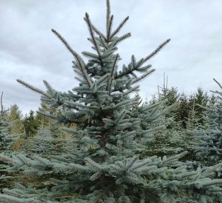 Rzędy świerków srebrnych na plantacji w Starych Bogaczowicach